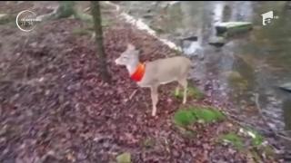 Un vânător din SUA a avut parte de cea mai slabă partidă din cariera sa