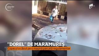 Mașină distrusă de muncitorii care toaletau copacii