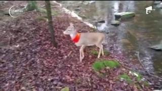 Vânătorul vrăjit de căprioară cu fular portocaliu!