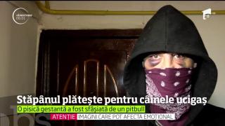 Bărbatul care şi-a încurajat pitbullul să ucidă o pisică gestantă poate ajunge la închisoare!