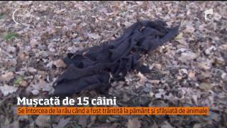 Femeie sfâşiată de 15 câini înfometați