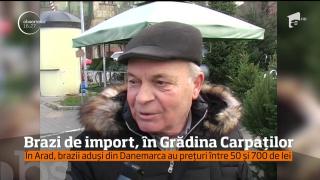Arădenii au brazi din Danemarca