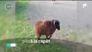 Râzi cu lacrimi! Scandal în trafic între un biciclist şi un berbec