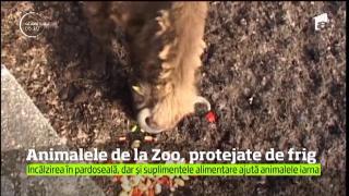 Animalele de la Grădina Zoologică din Reşiţa au parte de tratament special pe timpul iernii