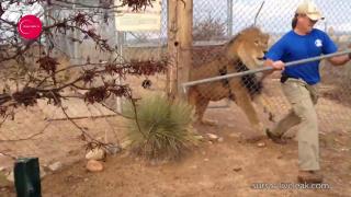 DE RÂSUL COLEGILOR: un leu cu chef de joacă l-a pus pe fugă pe un îngrijitor de la zoo