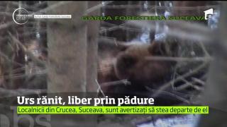 Un urs rănit şi foarte periculos a pus în alertă o localitate din Suceava