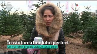În marile orașe, brazii de Crăciun se vând încă de la începutul lunii