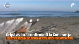 E alertă la Constanţa! Cadavrele mai multor păsări sălbatice au fost găsite pe plaja din staţiunea Mamaia