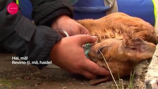 Costache Mugurel, pompierul erou din Argeş, a fost premiat. "Sunt mândru de ce am făcut, acel cățeluș merita o șansă"