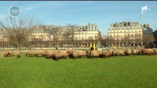 Un parc din centrul Parisului a devenit, temporar, păşunea unei turme de aproape o sută de oi
