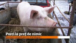 Porci la preţuri de nimic