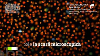 Spectacole la scară microscopică