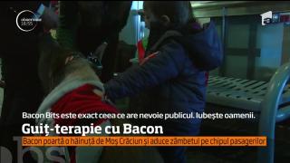 Un porc pe nume Bacon Bits este terapeut într-un aeroport din America
