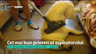 VIRAL: Cel mai tare aparat pentru masaj poate fi chiar aspiratorul. Un câine a descoperit cum poate fi utilizat aparatul