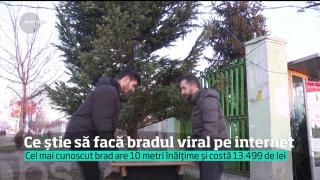 Reporterii Observator au făcut cunoştinţă cu cel mai celebru brad de Crăciun din România