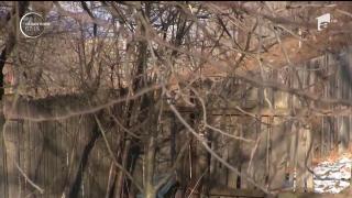 Urşii terorizează un sat întreg din Neamţ