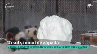 Adorabil! Un Urs panda întâlnește primul om de zăpadă