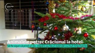 Crăciunul comod al necuvântătoarelor: mulţi stăpâni plecaţi în vacanţă şi-au lăsat animalele la hotel (VIDEO)