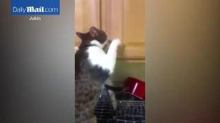 Priviţi cum o pisică pofticioasă se transformă în hoţ, ca să fure snacks-uri!