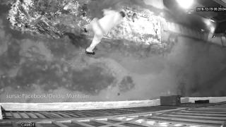 Are maşină tunată, dar fură brazi de pe stradă, pentru Crăciun! Un hoţ a fost filmat când taie bradul unui sibian şi fuge cu el (VIDEO)