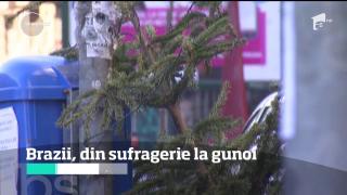 Brazii de Crăciun au ajuns deja în containere