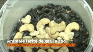 Animale de la Grădina Zoologică din Târgu Mureş sunt ferite de ger, la Zoo