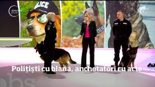 Poliţişti cu blană, anchetatori cu acte! Câinii poliţişti, în acţiune în platoul de la Observator!