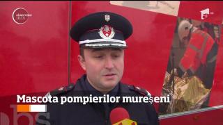 Un câine salvat de pompieri este sufletul unității din Târgu Mureş (VIDEO)