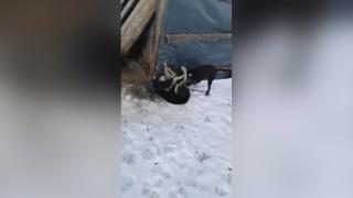 Cruzimea față de animale a unui arădean provoacă indignare în România. Tânărul a fost filmat când și-a pus pitbull-ul să masacreze un alt câine. AVERTISMENT, IMAGINI ȘOCANTE!