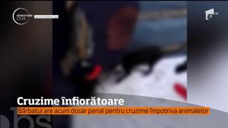 Un Pitbull periculos, pus de stăpân să ucidă alte animale