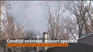 Gerul, vizitatorul nedorit de la zoo: s-au luat măsuri speciale la grădinile zoologice din România (VIDEO)