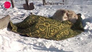 VIDEO EMOŢIONANT. Un câine şi-a păzit stăpânul mort, toată noaptea, în curtea casei. Fostul militar a murit de frig