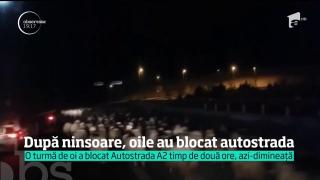 După viscol, Autostrada Soarelui a fost din nou blocată... de o turmă de oi (VIDEO)