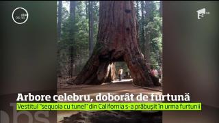 Cel mai cunoscut copac din SUA a fost doborât de o furtună
