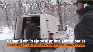 În județul Dolj sunt 1000 de adăposturi amenajate pentru animalele sălbatice