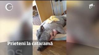 Trei răţuşte şi un purceluş, prieteni la cataramă