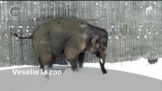 După ninsoare, veselie mare la Zoo! Imaginile cu un urs polat tăvâlit în zăpadă au stârnit amuzamentul tuturor