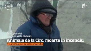UPDATE: Incident teribil la Circul Globus, 11 animale au pierit într-un violent incendiu. Tragedia provoacă revolta apărătorilor animalelor (VIDEO)