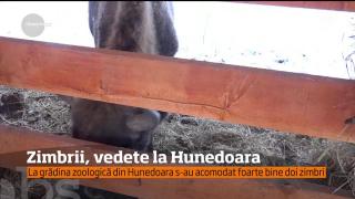 Încă o pereche de zimbri, la Hunedoara