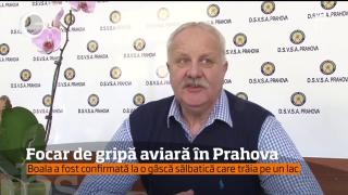 Focar de gripă aviară în Prahova. Boala a fost confirmată la o gâscă sălbatică care trăia pe un lac