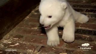 Acest adorabil pui de urs polar are nevoie de un nume (VIDEO, FOTO)