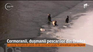 O colonie formată din peste 20 de cormorani poate fi admirată pe Crișul Repede