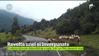 VIDEO. Atacul oilor. Ce a păţit o păstoriţă care îşi mâna turma pe şosea