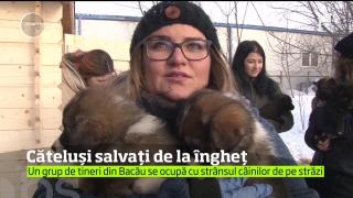 Iarna nu e mai blândă cu animalele! Mai mulţi cățeluși găsiţi la o ghenă din Bacău au fost salvați de la îngheț
