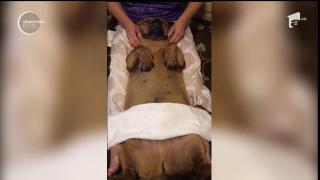 Aşa da viaţă de câine! Un patruped se lasă răsfățat la SPA (VIDEO)