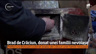 Bradul de Crăciun al Prefecturii Botoşani, donat unei familii nevoiașe care îşi va încălzi casa cu ajutorul lui