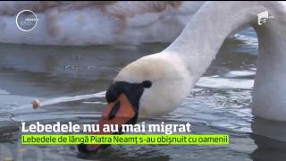 Lebedele de lângă Piatra Neamţ nu au mai migrat, în ciuda vremii extrem de rece. Şi-au făcut aici un prieten care le îngrijeşte zi de zi!