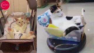 VIDEO Diviziunea muncii la pisici. Când una se dă în leagăn, a doua...