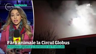 Primăria vrea să interzică spectacolele cu animale la Circul Globus!