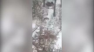 IMAGINI CARE DAU FIORI DE GROAZĂ: oameni terorizaţi de lupi, ziua în amiaza mare! Satul din România în care rişti să fii devorat de animalele sălbatice (VIDEO)